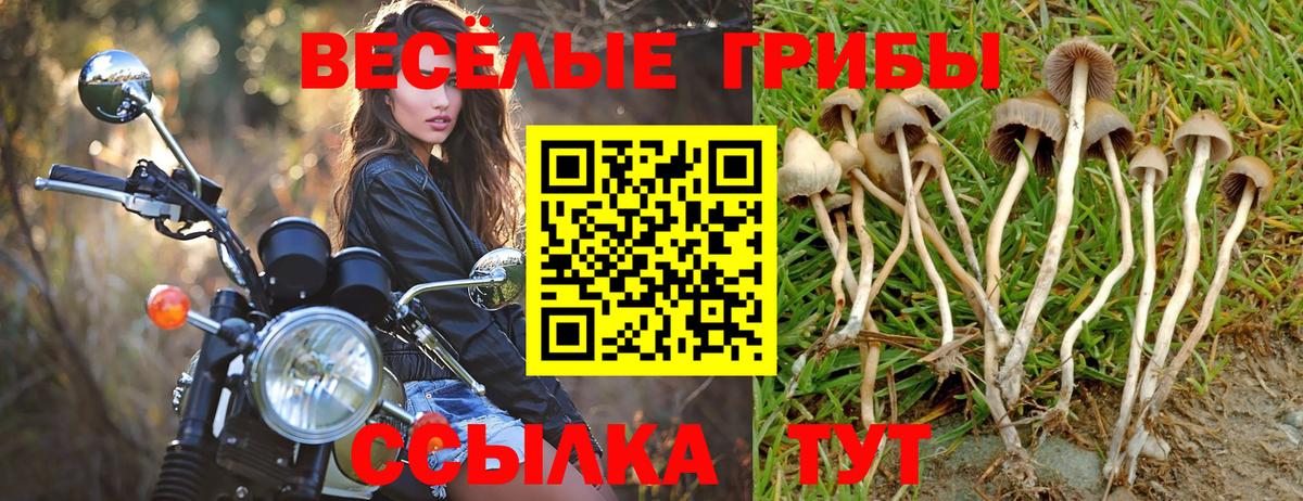 Шали  Псилоцибиновые грибы Psilocybine cubensis  Вход с VPN 